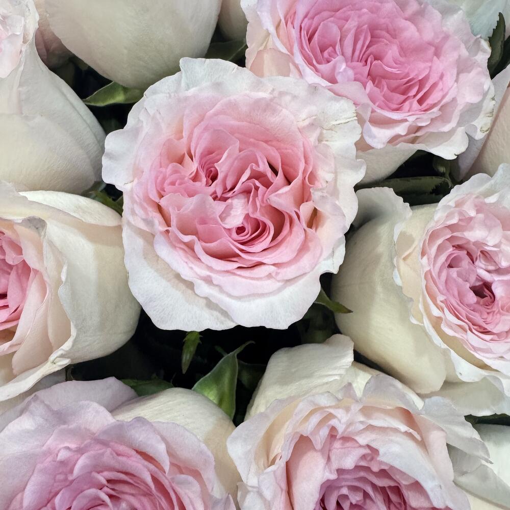 https://content3.flowwow-images.com/data/flowers/1000x1000/07/1733201661_4347807.jpg